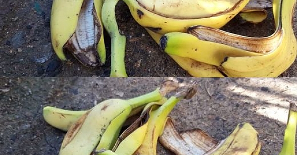 Bu kısmı asla atmayın 