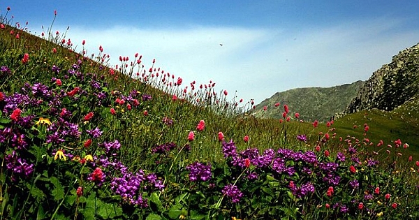 Beyin ve Damar Tıkanıklığı için