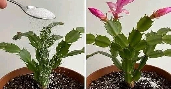 Orkideleri bu madde ile sularsanız 
