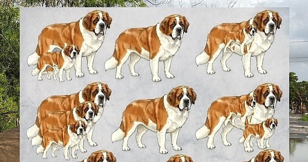 Tüm Köpekleri Görebiliyormusun Göz Testti 