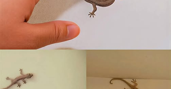 Bir kertenkele evinize geldiğinde 