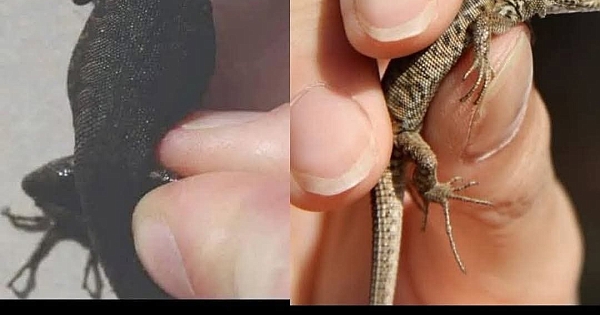 Meğer bu yüzden eve geliyor 