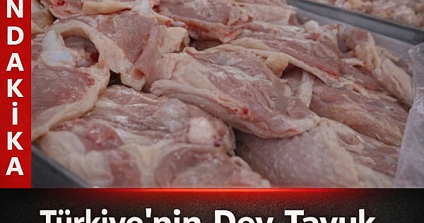 Türkiye'nin dev tavuk firması
