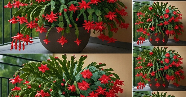 Yılbaşı Çiçeği Uzun süre dayanabilmesi 