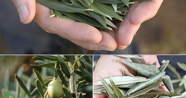 70 hastalığı iyileştirir 