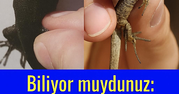 Bir Kertenkele Evinize Geldiğinde 