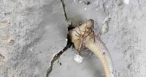 Bir sabah balkona çıktım ve duvarın içinde 