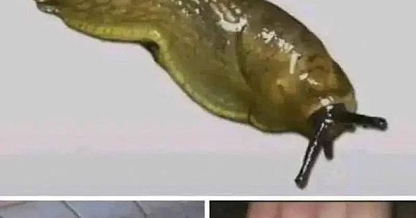 Bir SLUG’ın evinizi ziyaret etmesi 