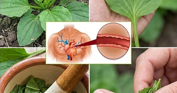 Doğanın Sessiz Şifacısı 