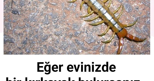 Eğer evinizde bir kırkayak bulursanız 