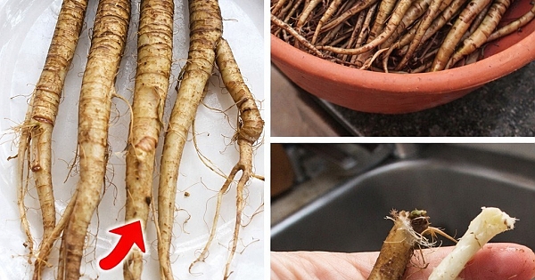 Kanser hücrelerini sadece 48 saatte yok eder 