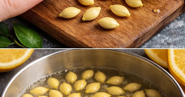 Bir Saksı limon çekirdeği 