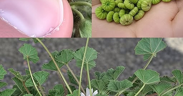 Bu meyve gerçek bir hazine