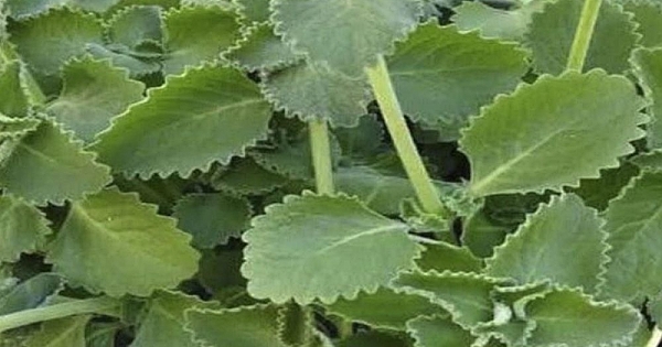 Doktorlar kekik tüketiminin şu sorunlara yol açtığını açıkladı 