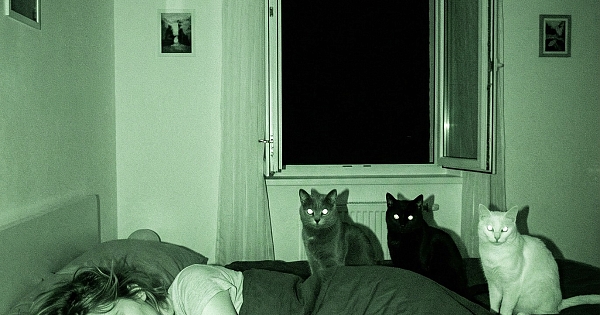 Her gece kedimiz bizi gözlüyordu.