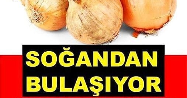 Kuru soğandan bulaşıyor 