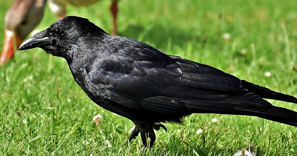 Altı Yıl Boyunca Her Gün Aynı Kargayı Besledi 