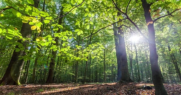 Ayı, Bir Ağaca Bağlanmış Bir Adam Gördü 