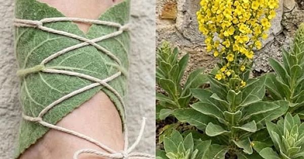 Bu bitkiyi görüyorsan, altının üzerinde oturuyorsun 