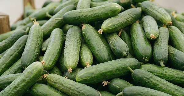 Doktorlar salatalığın sebep olduğunu açıkladı