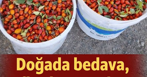  İşte Anadolu'nun unutulan nimeti