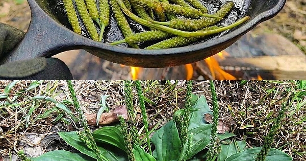 Resimde Gördüğünüz Bitki Dünyanın En Mucizevi Bitkilerinden Biri 