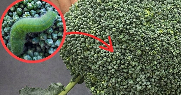 Brokoli temizliği konusunda yaygın yapılan hata 