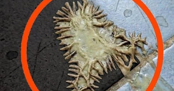 Bunu kız arkadaşımın banyosunda buldum 