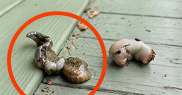 Sabah yerde bunu gördüm