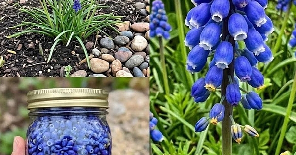 Şaşırtıcı Faydaları ve Kullanım Alanları  