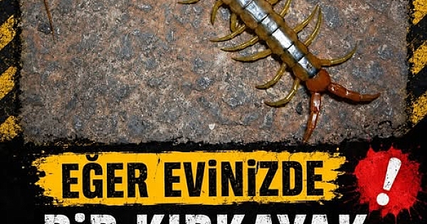 Evinizde Kırkayak Görürseniz Dikkat! İşte Anlamı 