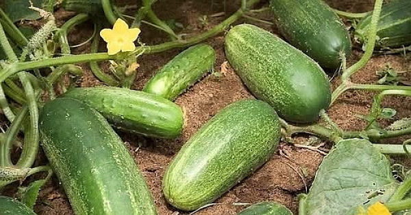 salatalık tüketmenin neden olduğu 