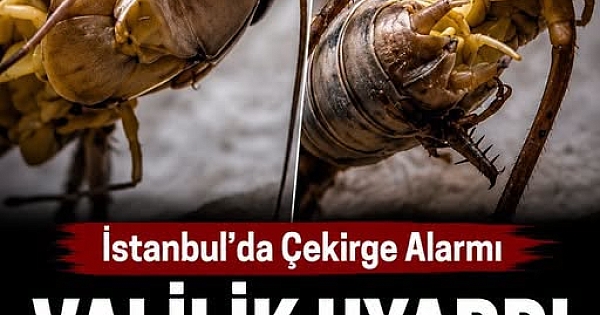 Çekirge İşgali 