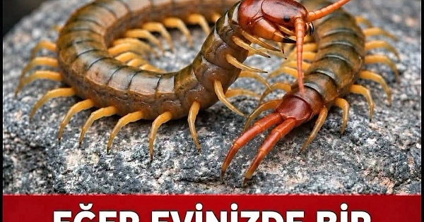 Eğer Evde kırkayak bulursanız işte anlamı 