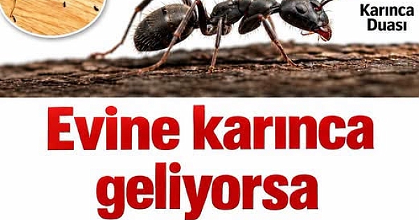 KARINCANIN SESSİZ DUASI: HANENİZE GELEN 