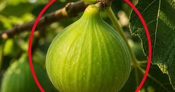 Doktorlar incir tüketmenin neden olduğunu açıkladı 