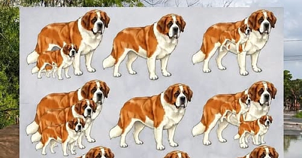 Resimde Kaç köpek! 