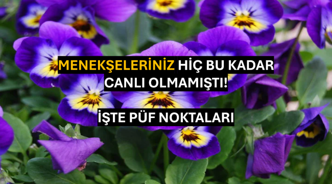 Menekşe Bakımında Püf Noktaları