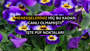 Menekşe Bakımında Püf Noktaları