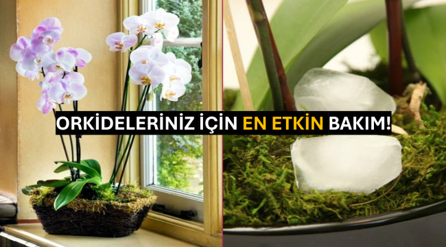 Orkideleriniz İçin En Etkin Bakım!