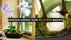 Orkideleriniz İçin En Etkin Bakım!