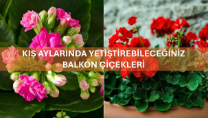 Kış Aylarında Yetiştirebileceğiniz Balkon Çiçekleri